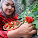 180712_DPE_KARANGANYAR_STRAWBERRY31