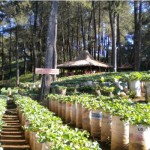 kebun strawberry buah 7000 pohon – terminal wisata grafika cikole – tempat wisata lembang bandung jawa barat