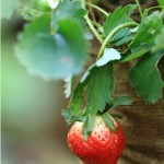 kebun strawberry buah – terminal wisata grafika cikole – tempat wisata lembang bandung jawa barat